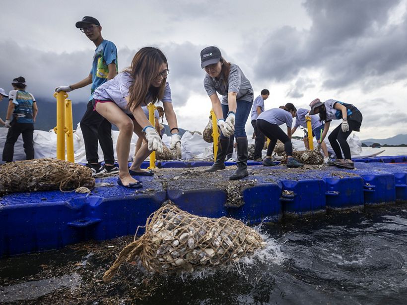 Travailleurs de TNC Hong Kong déployant des coquilles d’huîtres recyclées dans le port de Tolo en juin 2022. Huîtres de Hong Kong.