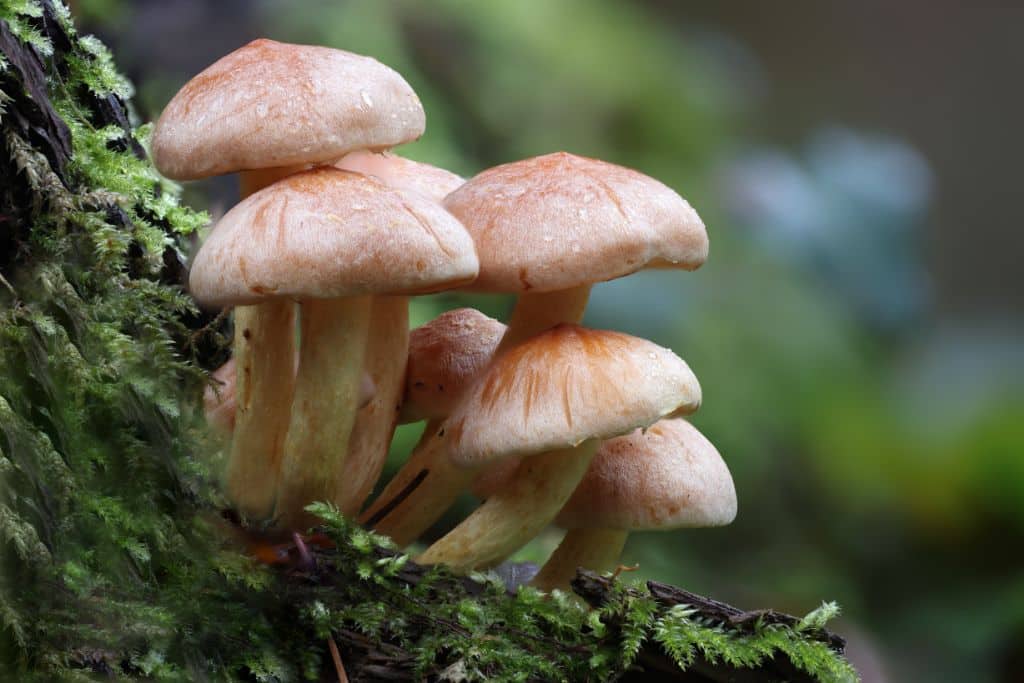 Près d’un tiers des espèces de champignons étudiées menacées d’extinction en raison de la déforestation et du changement climatique
