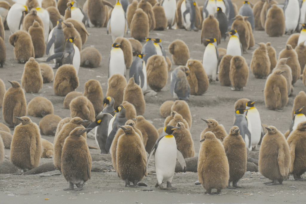 Manchots empereurs en Mac Glaciers, îles Kerguelen, le 16 novembre 2023.