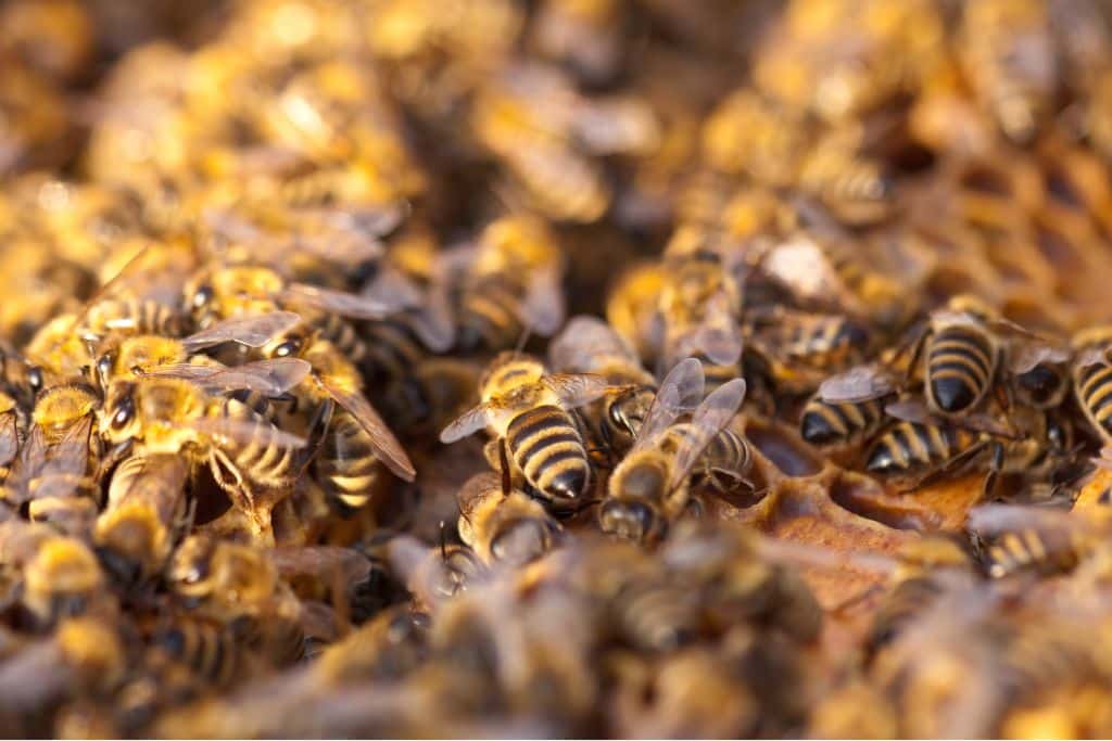 A swarm of bees.