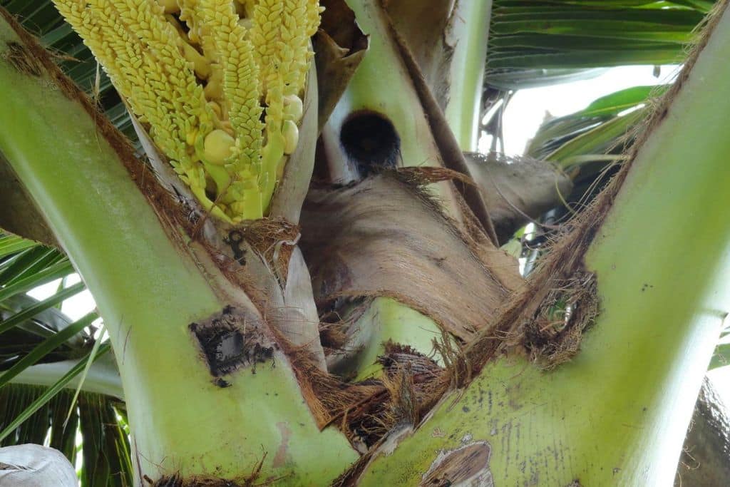 Dommages causés par le scarabée rhinocéros de la noix de coco à Hawaii.