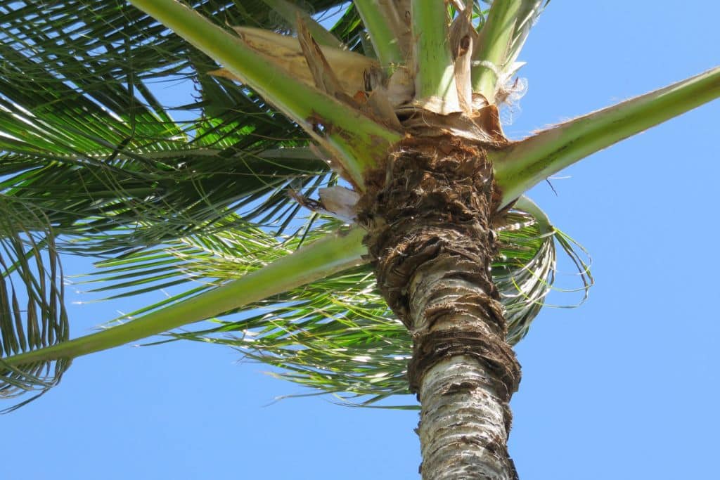 Comment une scolie menace la culture hawaïenne et la résilience face au changement climatique