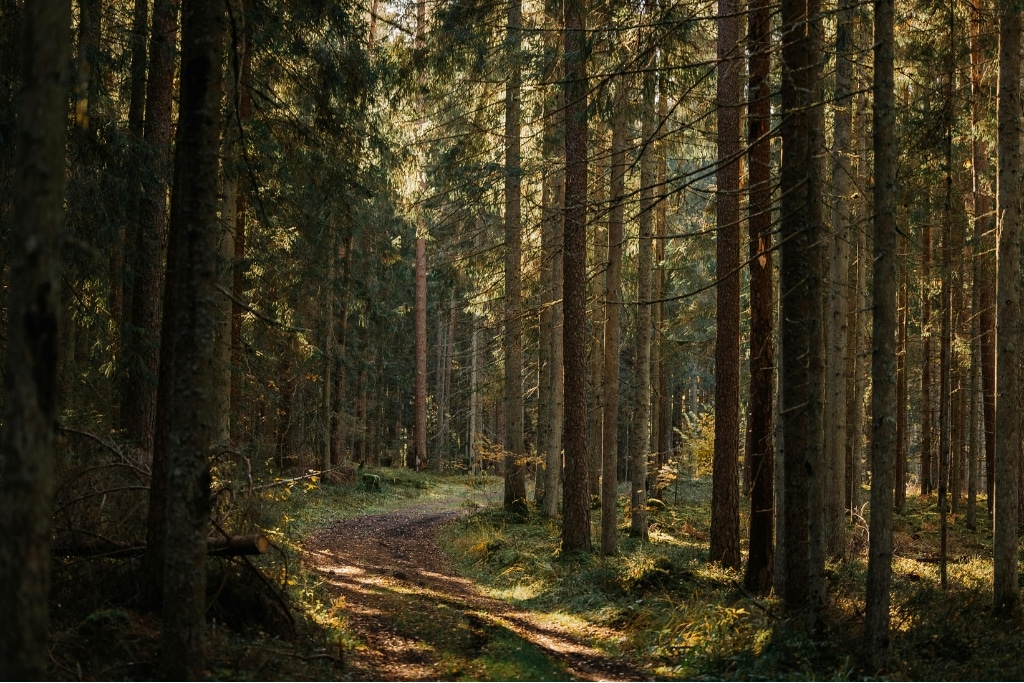 Sunlit forest path with tall pine trees.