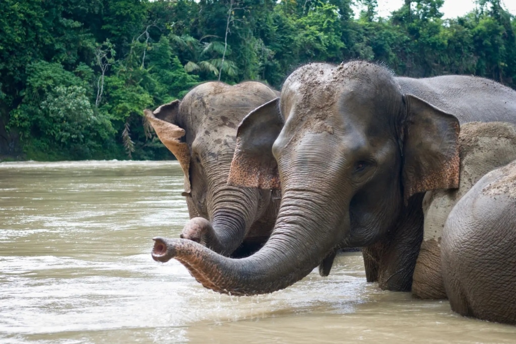 Sumatran elephants are found only in Sumatra Island (Indonesia), where they inhabit areas nearby rivers in lowland forests as well as hill forests during certain seasons..
