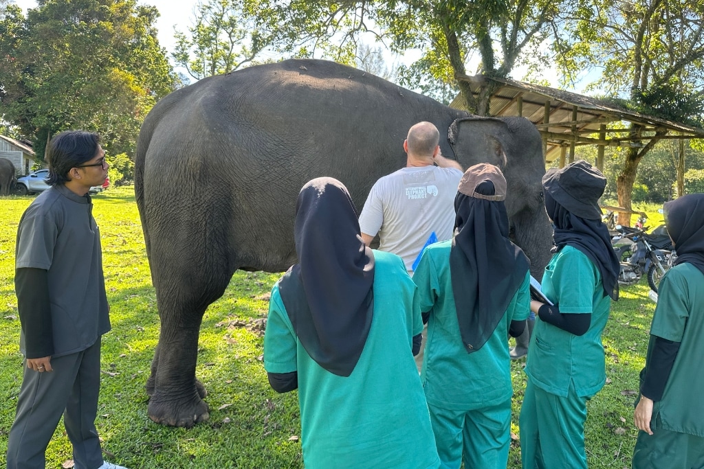 Veterinary students learning to give medical checks to Sumatran elephants. Aceh Besar, Sumatra, Indonesia.