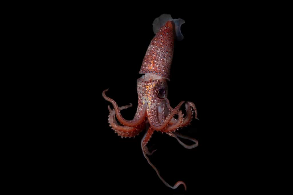 This bejeweled beauty is a strawberry squid (Histioteuthis reversa), sampled from the ocean twilight zone, a about 1,000 meters (~3,300 feet) deep. A member of the cock-eyed squid group, this cephalopod is so named for its mismatched eyes: the larger one looks up into the dim light, while the smaller one points downward to scan for flashes of bioluminescence, indicating a potential meal. It is also known as the reverse jewel squid due to photophores that resemble jewels covering its body. The strawberry squid is a source of food for many of the large apex predators that dive down into the twilight zone to feed.
