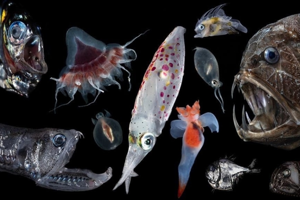 The ocean twilight zone hosts and incredible diversity of animals with a wide range of unusual adaptations that equip them to thrive in their unique environment. Despite the seemingly harsh conditions, scientists think the twilight zone harbors far more life than previously believed, including many undiscovered species.