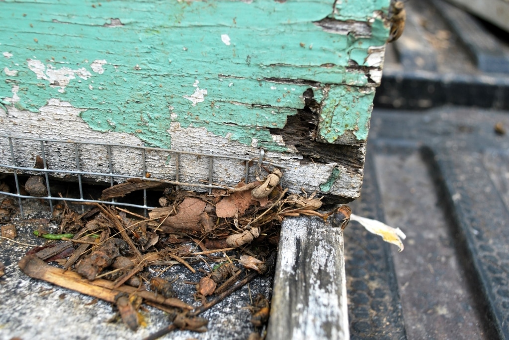 Bees covered in mud after a flash flood.