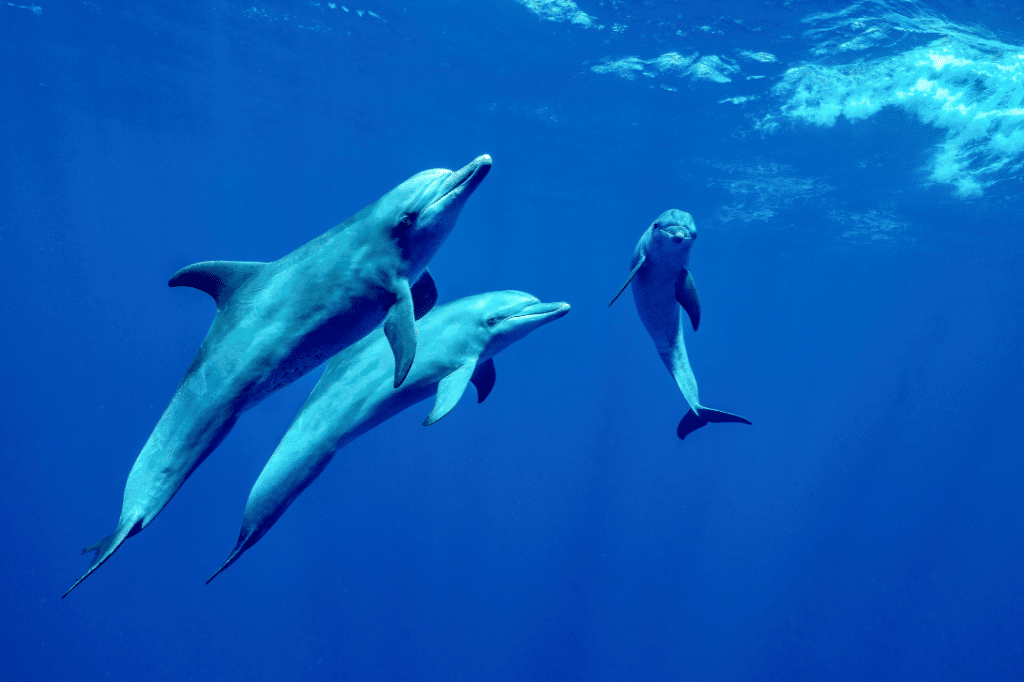 Indo-Pacific bottlenose (Tursiops aduncus) in Mayotte.