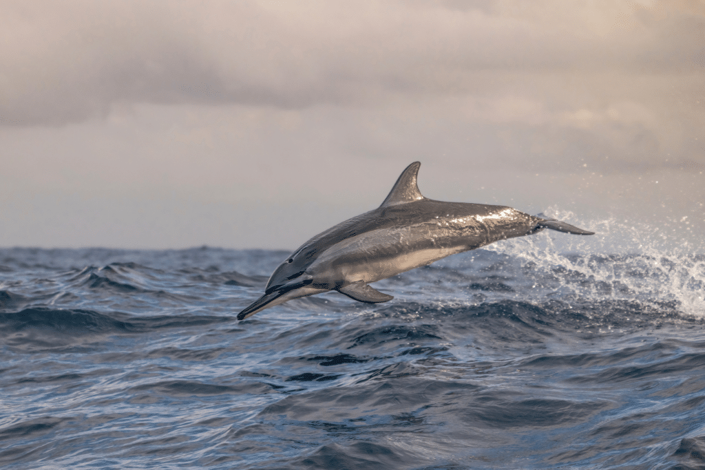 Stenella dolphin breaching the surface of Mayotte lagoon.