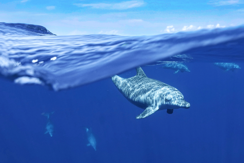 Les dauphins hybrides de Mayotte