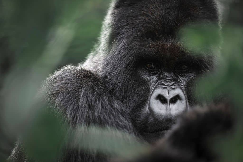 Mountain gorilla Silverback peering through the leaves