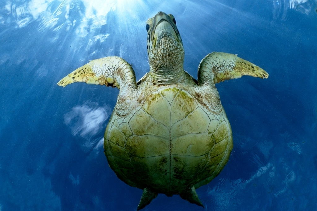 Portrait of a green sea turtle seen from below in crystal-clear water in Mayotte.