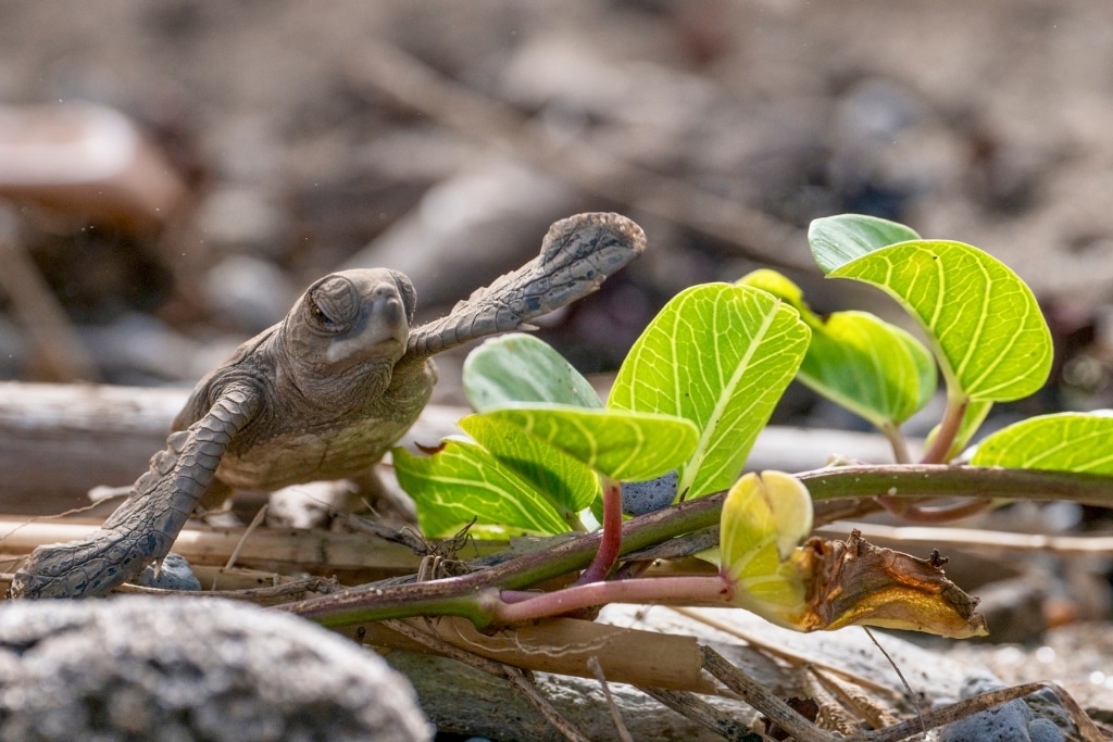Newly hatched green turtle making its way to the ocean.