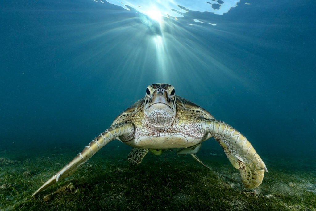 Gardiens de la lagune : les tortues vertes de Mayotte