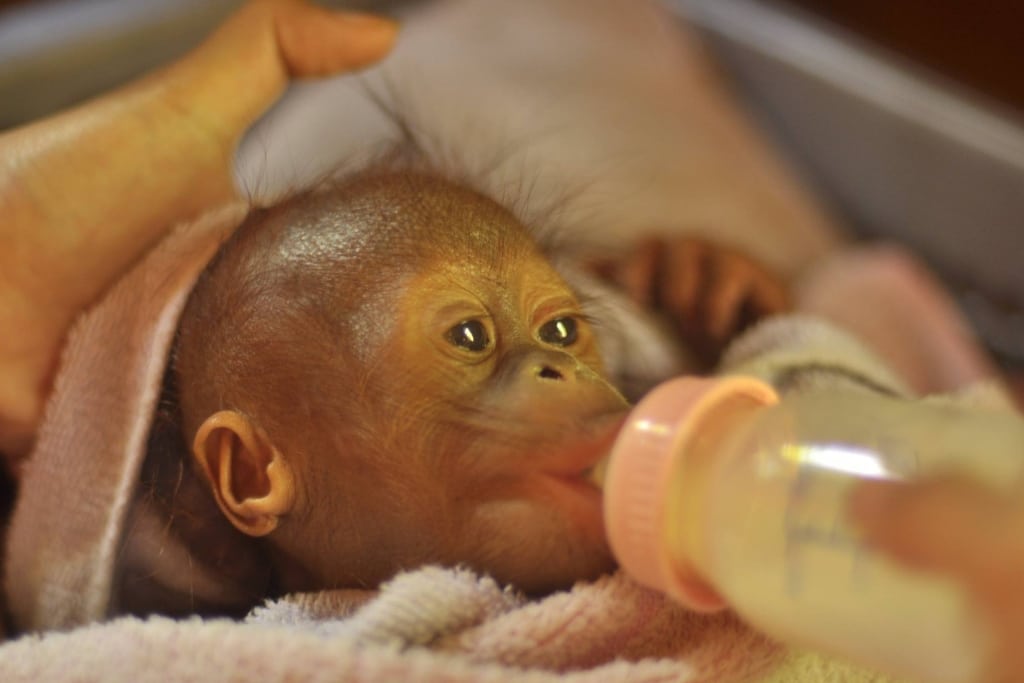 Popi, a female orangutan that was rescued as an infant has been release in East Borneo.