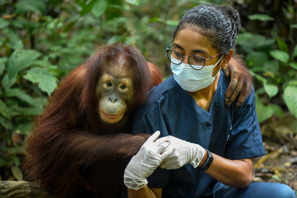 Orang-outan relâché dans la nature après une réhabilitation réussie
