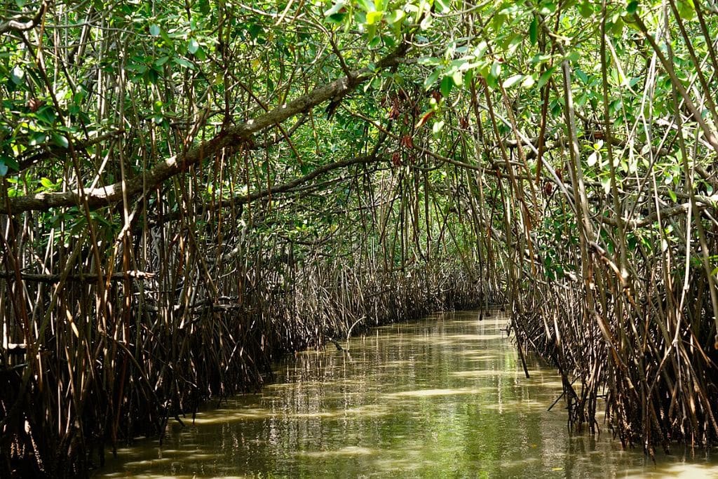 Pichavaram Mangrove Forest in India.