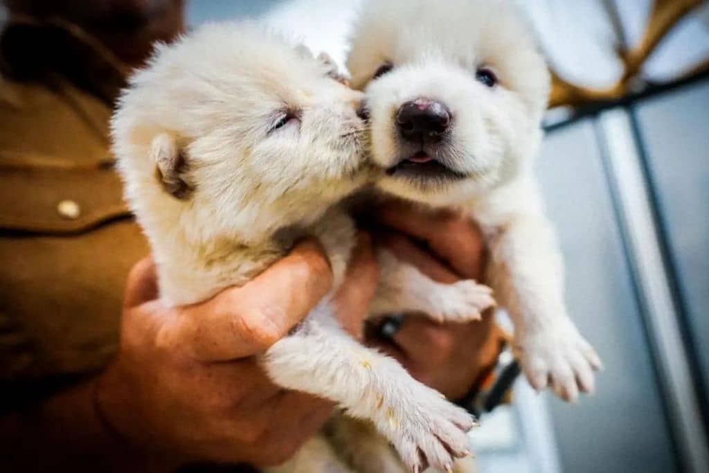 Déextinction : un spectacle humoristique autour de l'égo