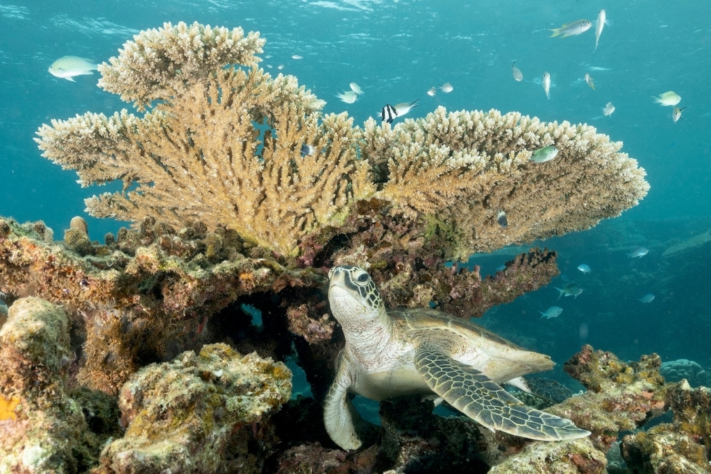 Green sea turtle near a coral reef, surrounded by reef fish, in Mayotte.