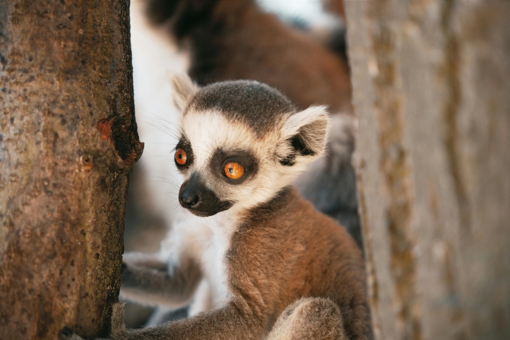 Baby lemur in Hungary.