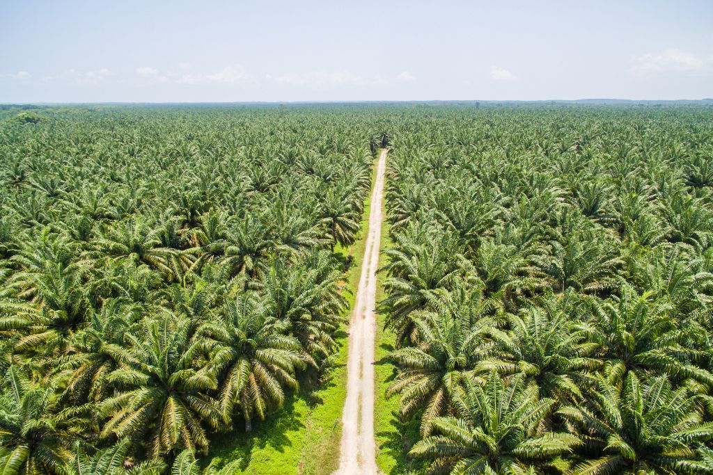 palm oil plantation