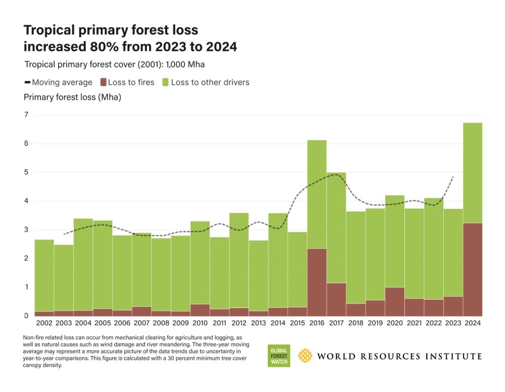 Tropical primary forest loss increased 80% from 2023 to 2024.