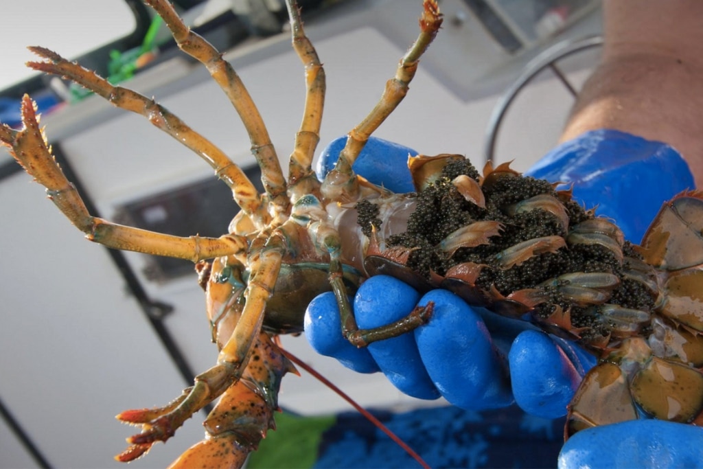 A berried lobster, a female carrying eggs, caught by a Maine shellfish harvester and tossed back into the ocean.