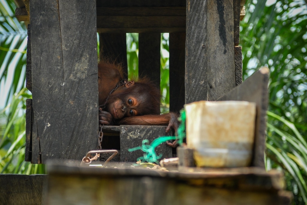 Orangutan babies like Jack are sold in the illegal wildlife trade and kept in captivity as family pets.