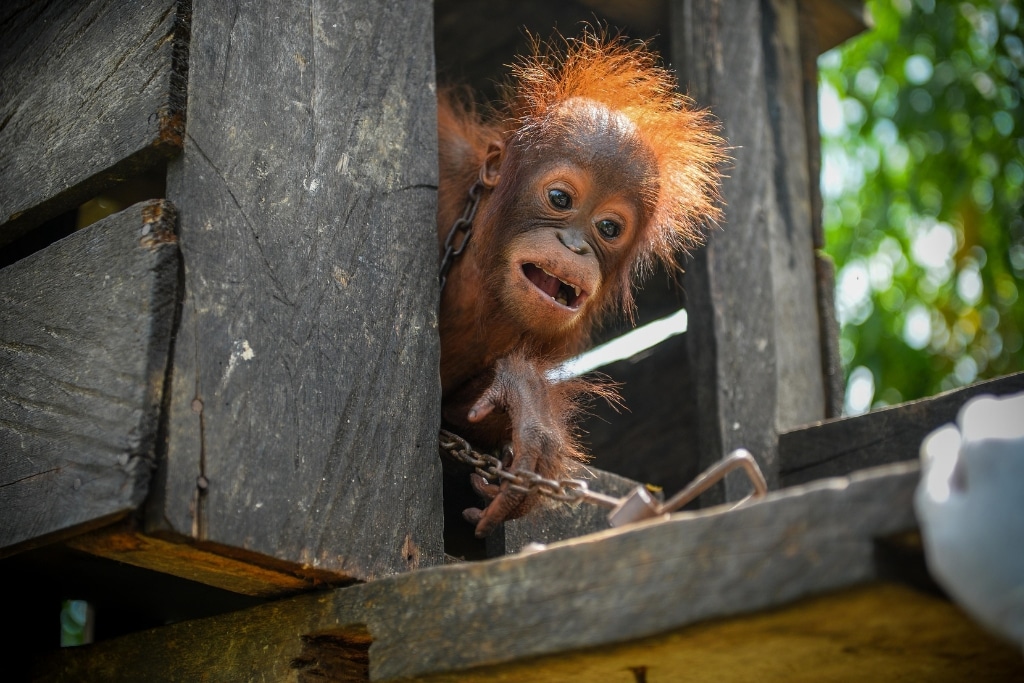 Bébé orang-outan orphelin sauvé de la captivité
