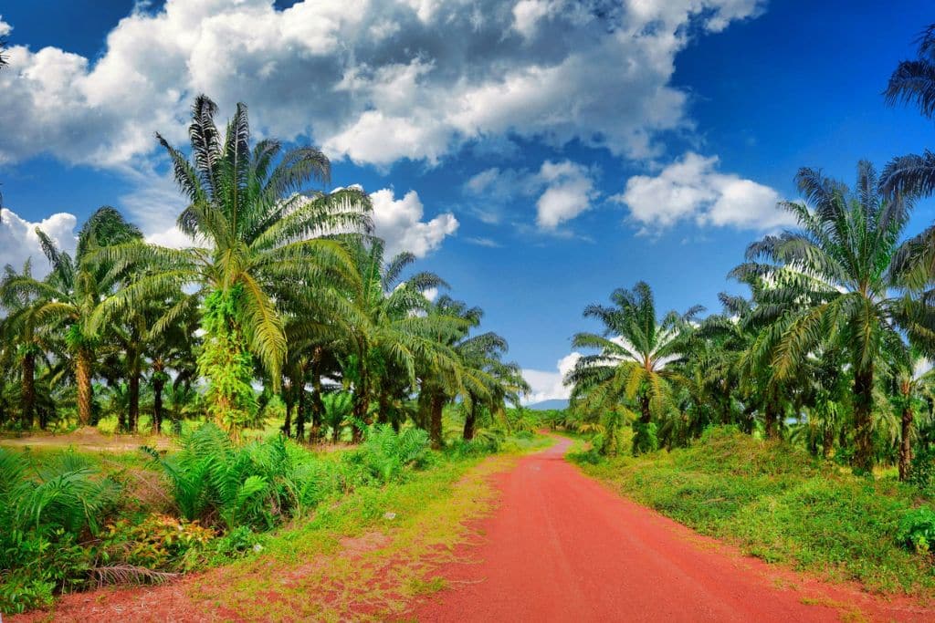 a red dirt road surrounded by palm trees