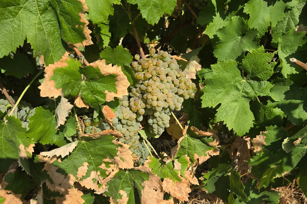 Grapes are grown with cover crops to preserve moisture at the Tapada de Coelheiros vineyard in Alentejo, Portugal.