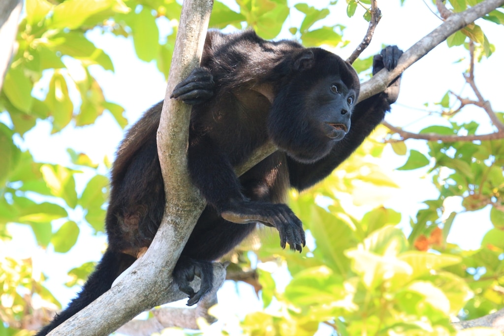 Pourquoi la décision rendue par ce tribunal du Costa Rica sur l’électrocution de la faune sauvage est importante