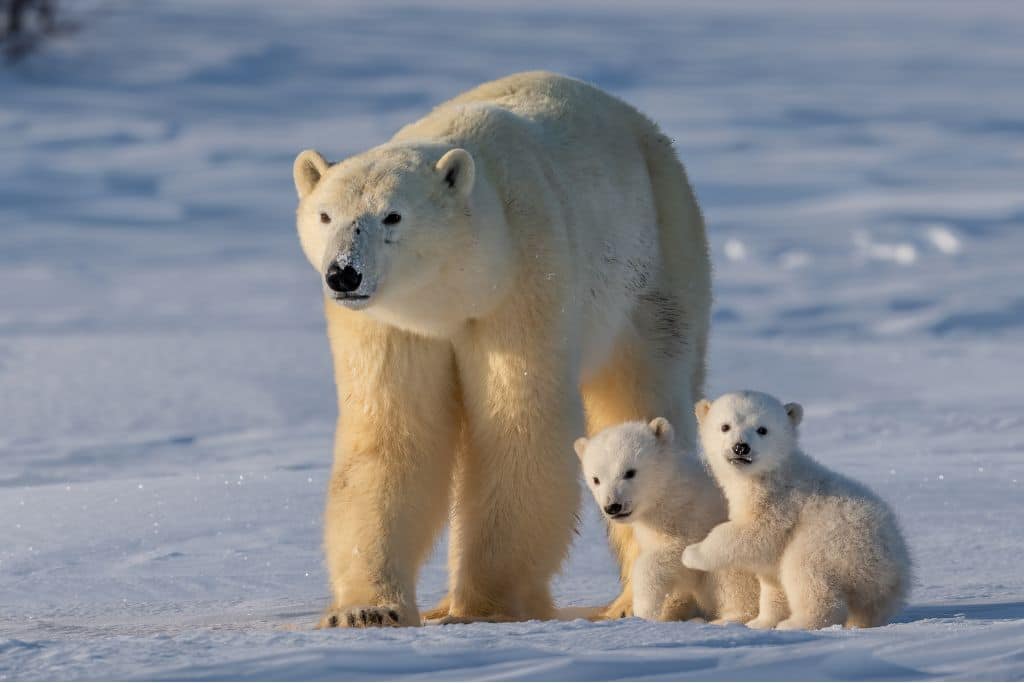 Comment le changement climatique menace-t-il les ours polaires ?