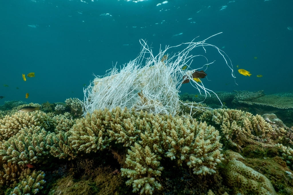 A large rice sack caught on a coral reef.