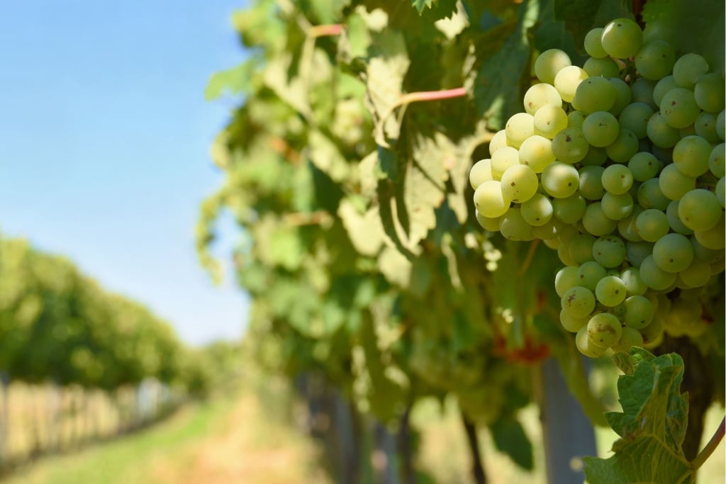 L industrie vinicole face à la menace climatique avec des approches innovantes