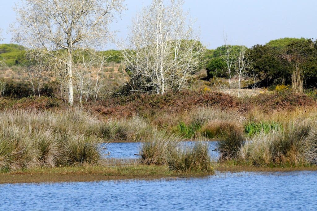 Wetland in Andalusia, southern Spain.