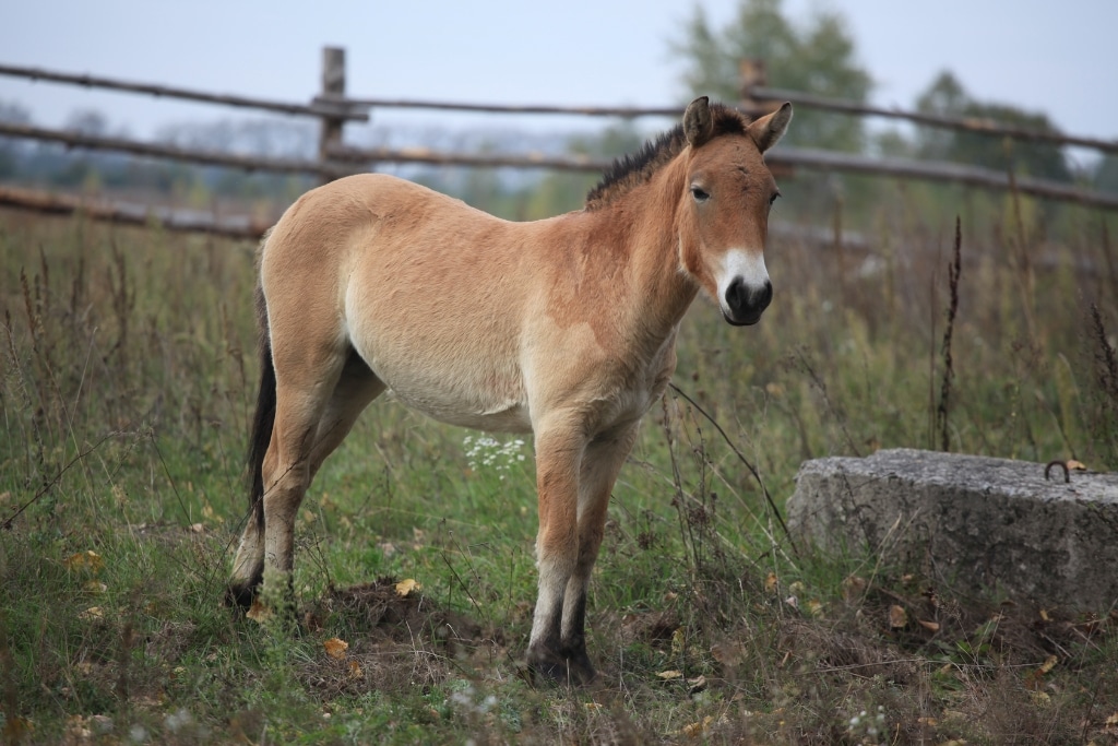 The endangered Przewalski's Horse.
