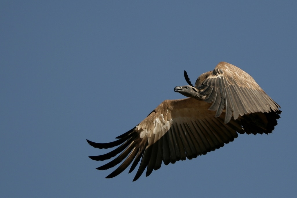 A Cape Vulture in flight at the Rhino and Lion Nature Reserve, Cradle of Humankind, Gauteng, South Africa.