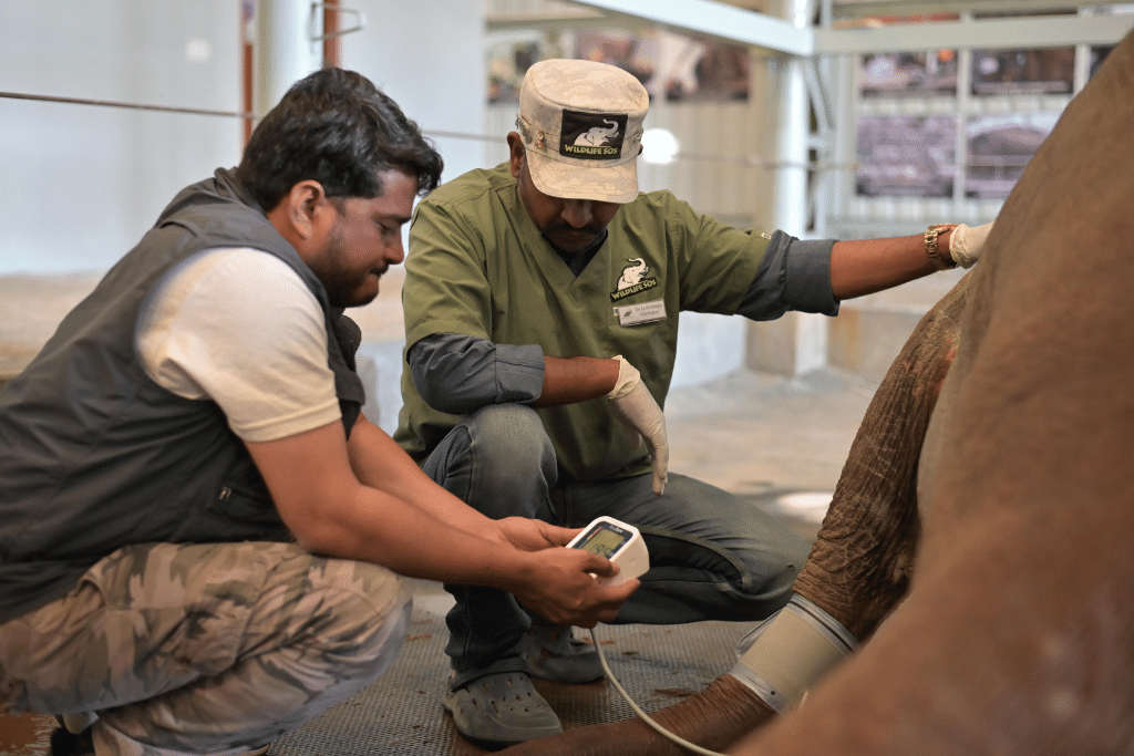 The Wildlife SOS team assesses the elephant's health.