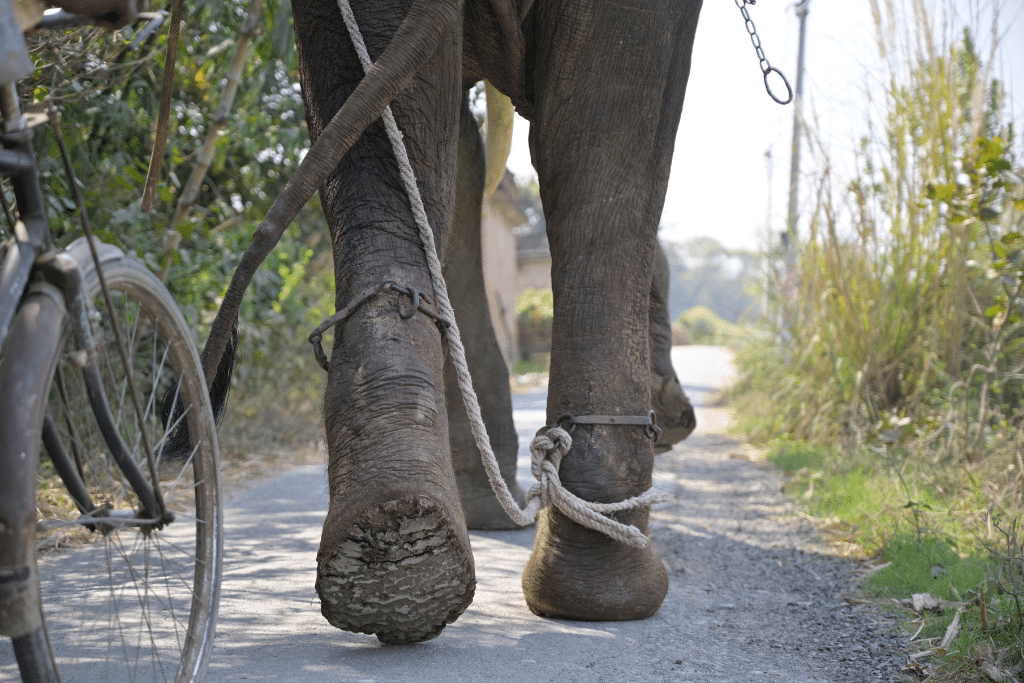 Une ONG Sauve un Éléphant du Travail Forcé