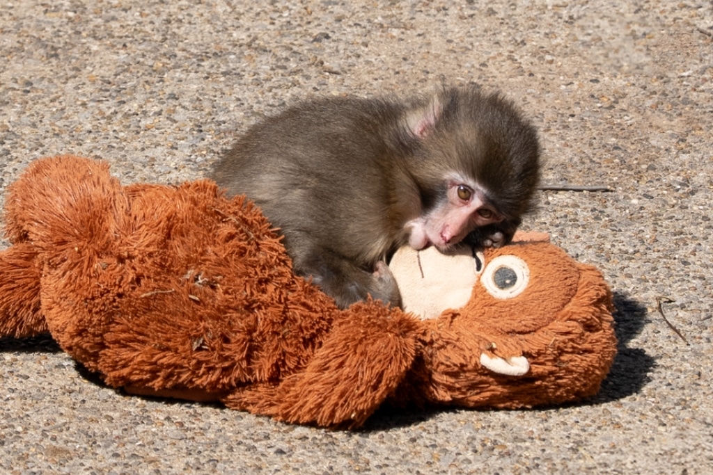 Punch the Monkey révèle les dangers de la célébrité sur les réseaux sociaux