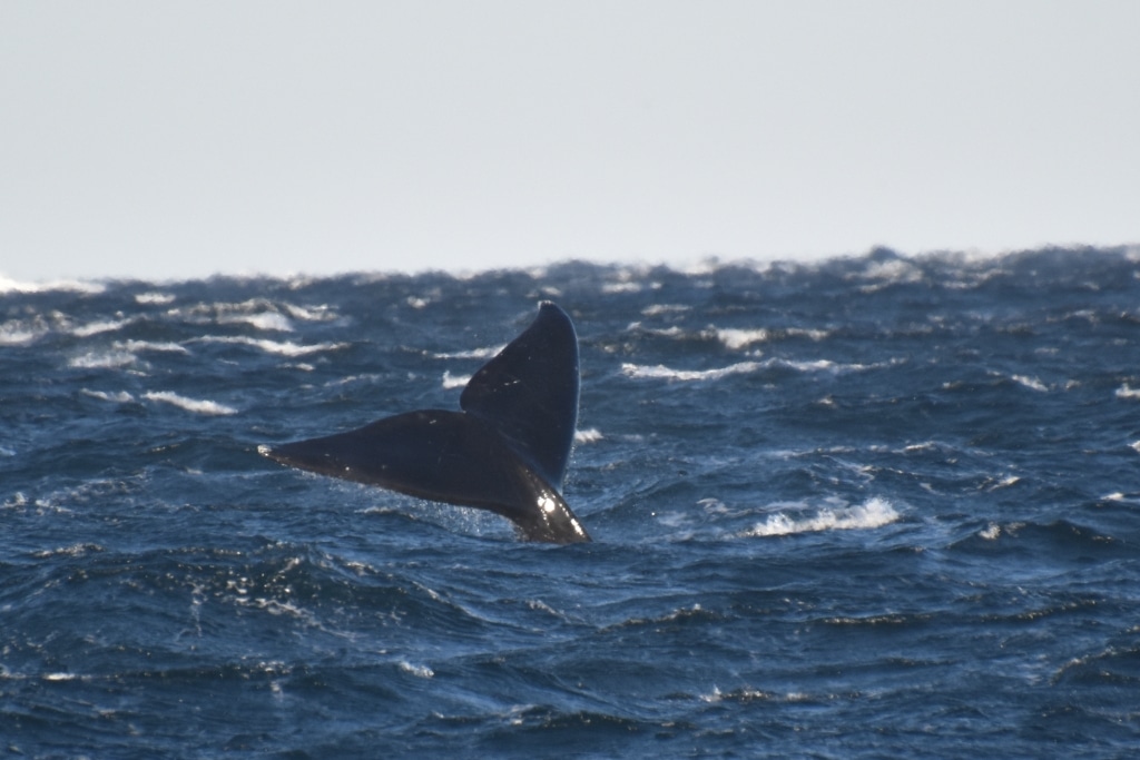 Les États-Unis envisagent un assouplissement des protections pour une baleine en danger critique d'extinction