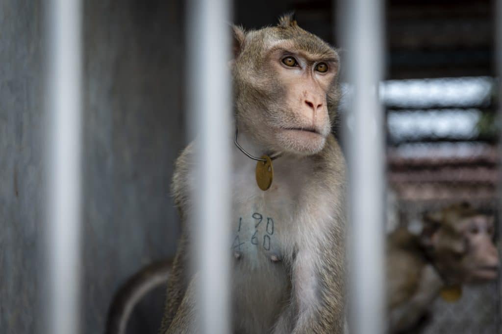A macaque trapped behind bars at a zoo