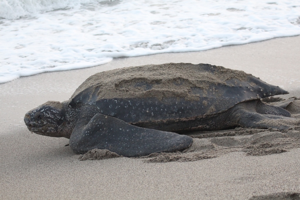 Leatherback sea turtle.