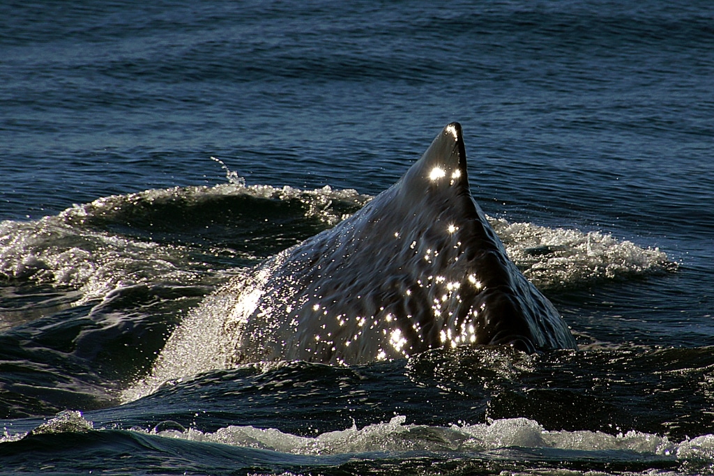 A sperm whale in New Zealand.