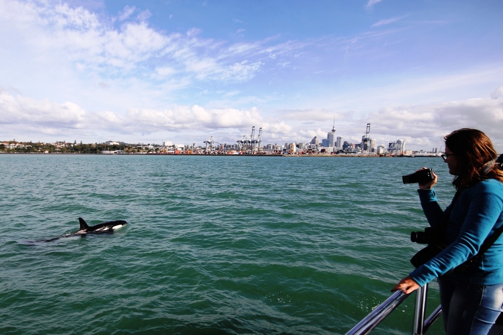 passenger enjoys some up-close interaction with an Orca (Killer Whale) just outside Auckland city, New Zealand.