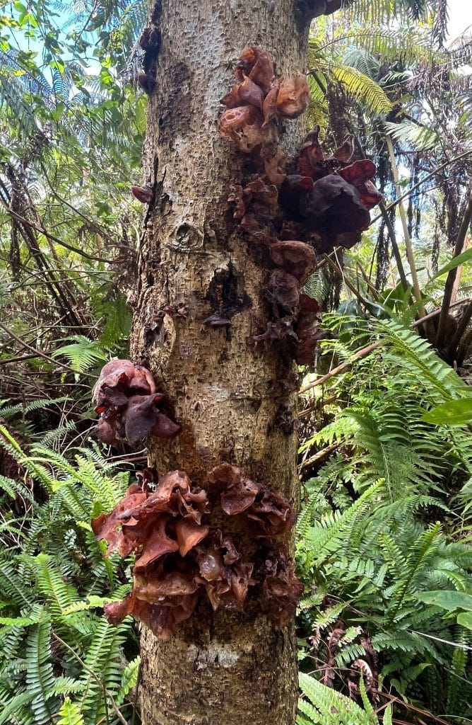 Auricularia cornea, known as the Wood Ear or Pepeiao, is an edible species in Hawaii.