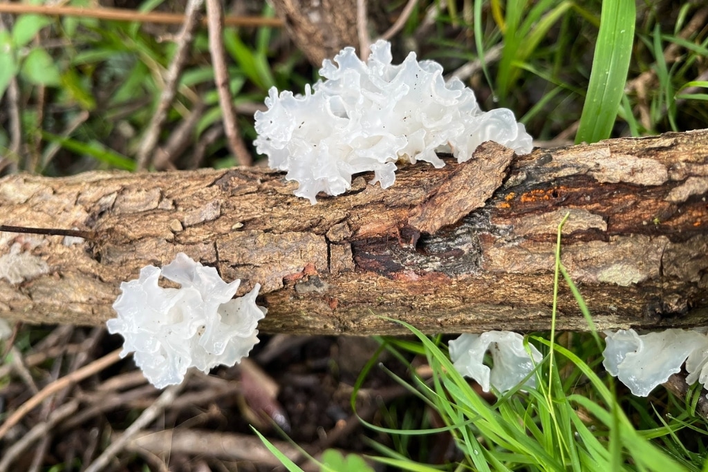 Comment soutenir la conservation des champignons