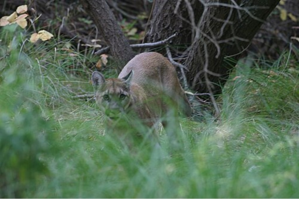 A wild mountain lion in the Santa Monica Mountains.